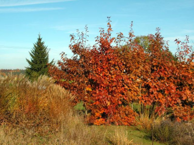 roteichen-83.jpg
