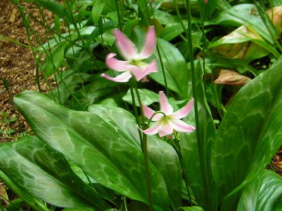 77Erythronium_revolutum.jpg