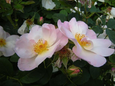 DSCN7933_-_Kopie.JPG