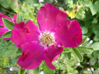 GEDC0143Wild_Emmy_-_Kopie.JPG