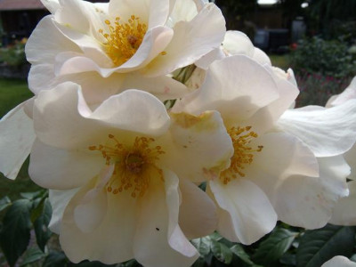 GEDC1647Sally_Holmes_-_Kopie.JPG