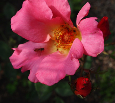 Isobel-26.06.11GP.jpg