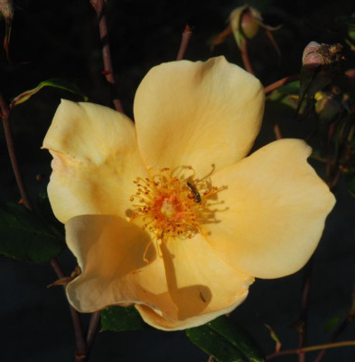 B8769a_Large.jpg
