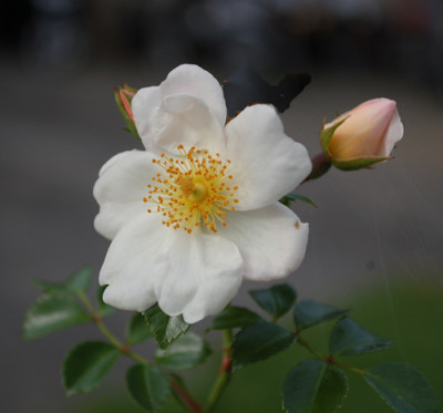 White_Max_Graf_011_86019.jpg