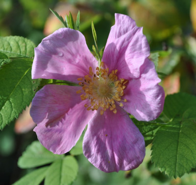 Rosa_tomentosa_0011__10507.jpg