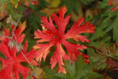 Herbstlaub_Orion.jpg