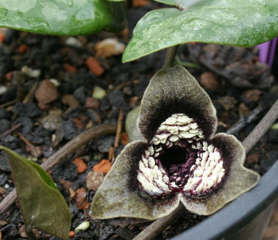 IMG_0315_eAsarum_species.JPG