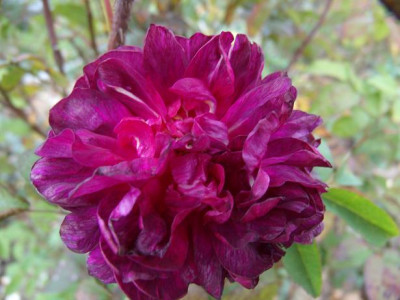 GEDC3104Indigo_-_Kopie.JPG