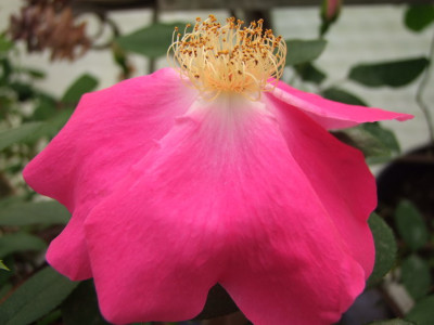 Anemonenrose.JPG