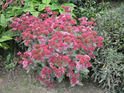 Abbeydore_Gartenpur.jpg