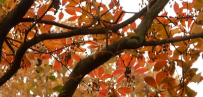 Enkianthus.JPG