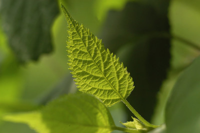 blattgruen_11643.jpg