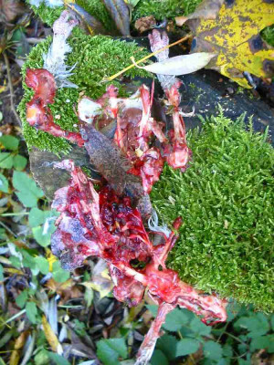 Geflugel.jpg