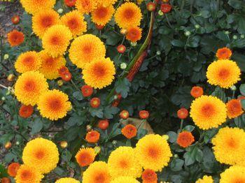 Chrysantheme2.jpg