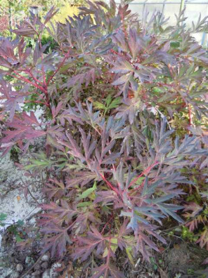 P.delavayii_colwal_form.JPG