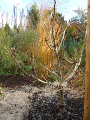 quercus_ponitca_schnappchen.JPG