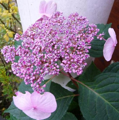 HortTnS_1111_02.JPG