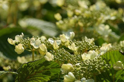 Hortensia_inspiziert_durch_Ameise_16-05-05.jpg