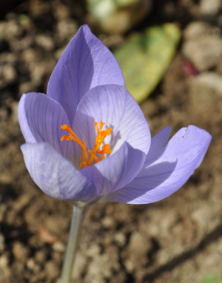Herbstkrokus_0011__2309.jpg