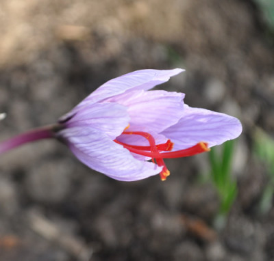 Crocus_sativus___0011__2306.jpg