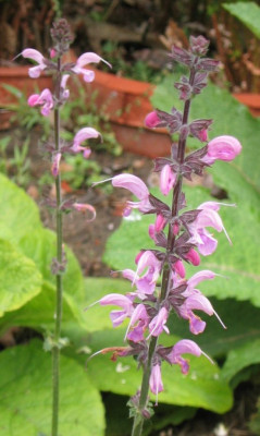 Salvia_pratensis_20050508.jpg