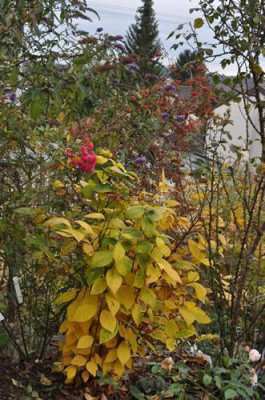 Herbstschmuck_0011__2299.jpg