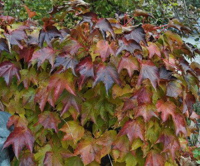 Wilder_Wein_0011__2301.jpg