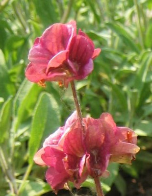 Salvia_multicaulis.jpg