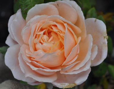 Bonne_Nouvelle_0011__12271.jpg