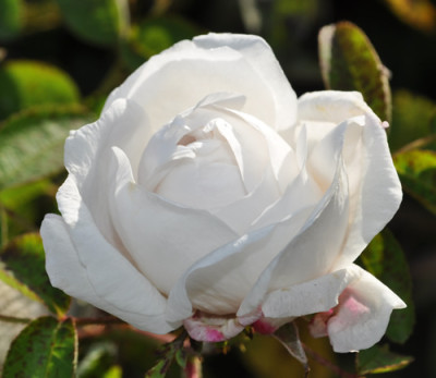 Marie_de_St_Jean_0011__2328.jpg
