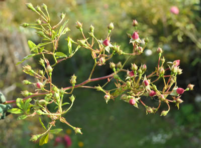 Super_Exelsa_0011__2326.jpg