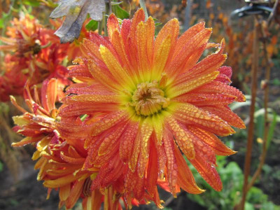 Chrysantheme_orangegelb_111105.jpg