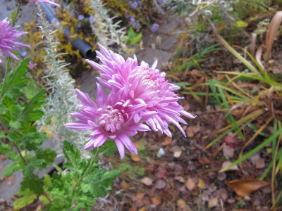 Chrysantheme_rosa_111105.jpg