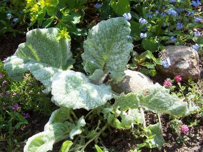 Schneckenliebling_Salvia_argentea.jpg