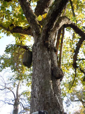 Apfel_hang_riesig.JPG