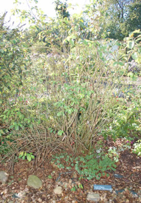 Carabea_0011__89021.jpg