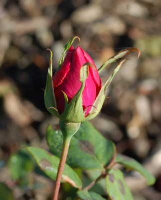 Dr._Carabare_0011___88989_95.jpg