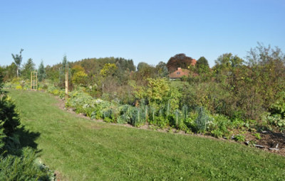 Begleitpflanzen_0011__1818.jpg