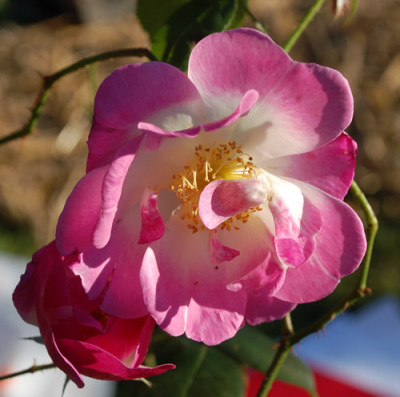 Erfurt_0011__89044.jpg