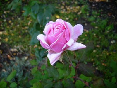 Rose_rosa_06112011.jpg