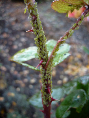 Blattlause_06112011.jpg