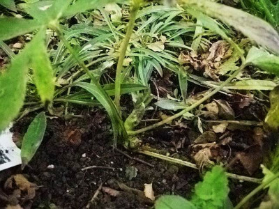 011_helleborus_purpurascens.jpg
