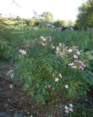 Samling_GKB_0011__89050.jpg