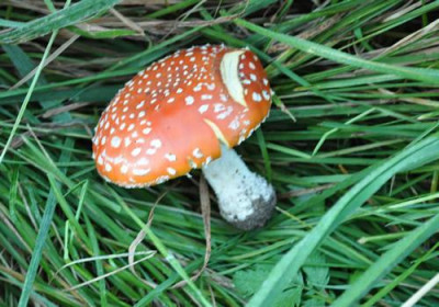 Fliegenpilz_0011__11787.jpg