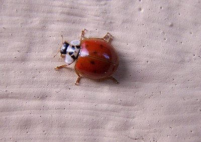 100_4289.JPG
