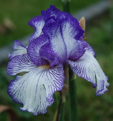 B8997a_Large.jpg