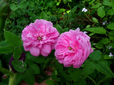 Hamosa_Sa._Ga_RIMG1176.JPG