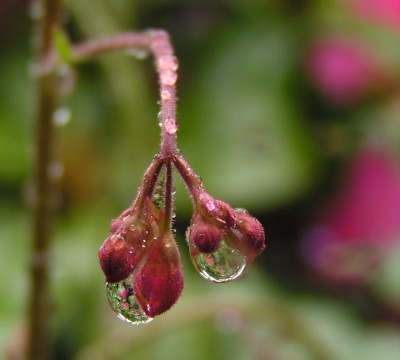 drops_one.jpg