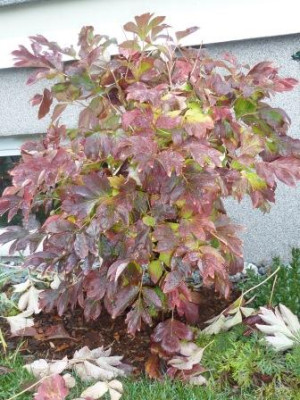 Herbstfarbung_weie_Strauchpaonie_kompr1.jpg