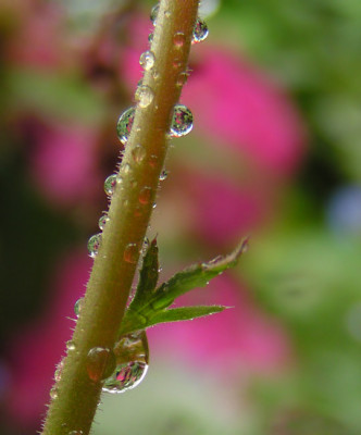 drops_two.jpg